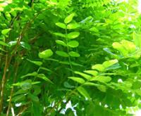 اقاقیا پیوندی