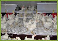 تله تخمگذاری