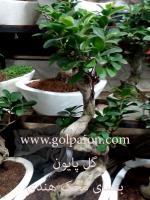 بن سای میخک هندی